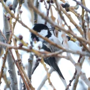 Coal Tit