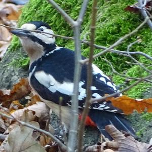 Great Spotted Woodpecker