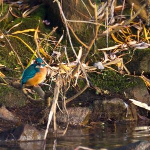 Common Kingfisher