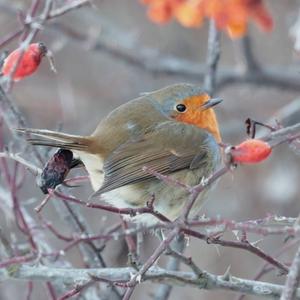 European Robin