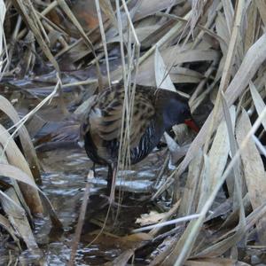 Water Rail