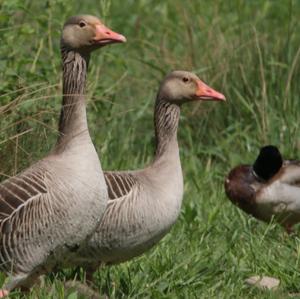 Greylag Goose