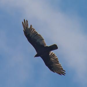 Turkey Vulture