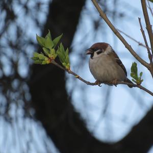 Eurasian Tree Sparrow