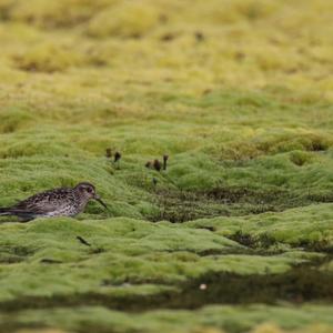 Purple Sandpiper