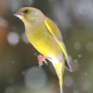 European Greenfinch