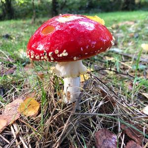 Fly Agaric