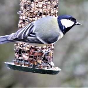 Great Tit