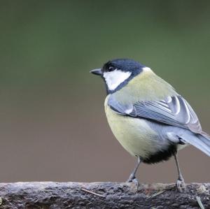 Great Tit