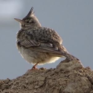 Crested Lark