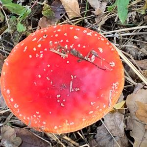 Fly Agaric