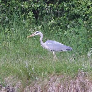 Grey Heron