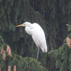 Great Egret