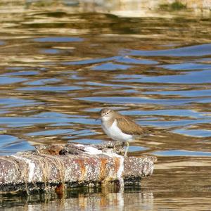 Common Sandpiper