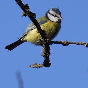 Blue Tit