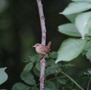 Winter Wren