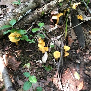 Chanterelle, Common