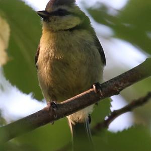 Blue Tit