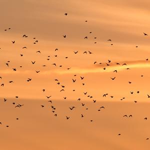 Common Starling