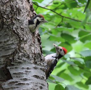 Middle Spotted Woodpecker