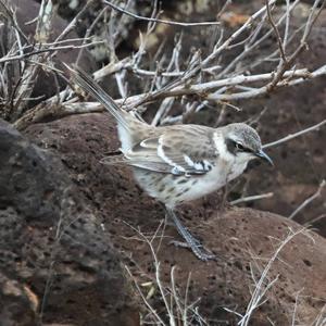 Galapagos Mockingbird