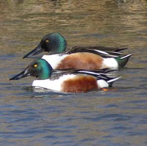 Red Shoveler