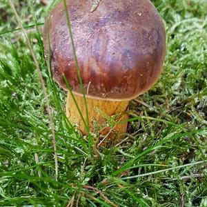 Bay Bolete