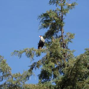 Crested Caracara