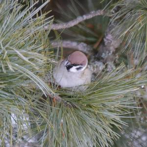 Eurasian Tree Sparrow