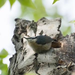 Wood Nuthatch