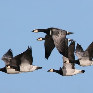 Barnacle Goose