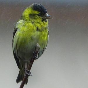 Eurasian Siskin