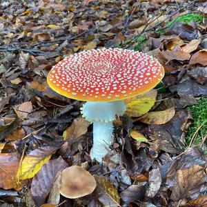 Fly Agaric