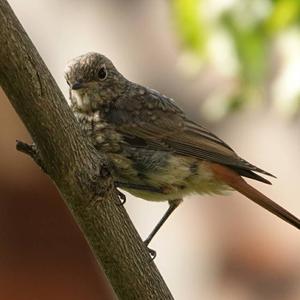 Common Redstart