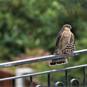 Eurasian Sparrowhawk