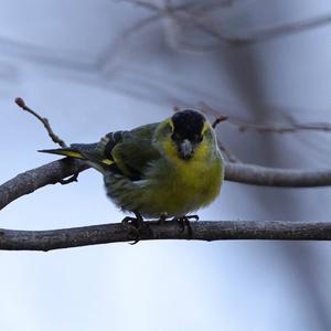 Eurasian Siskin