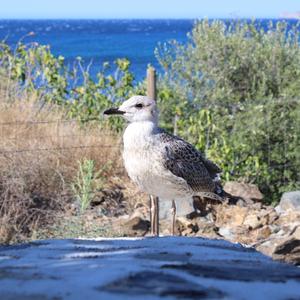 Herring Gull