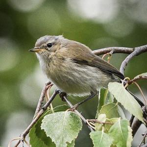 Common Chiffchaff