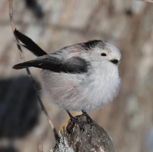 Long-tailed Tit