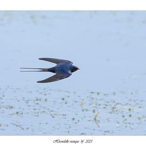 Barn Swallow