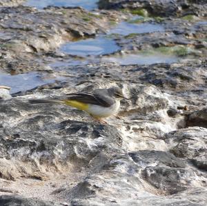 Grey Wagtail