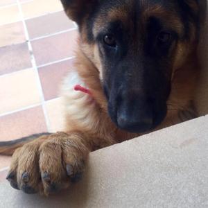 German Shepherd