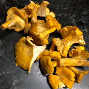 Chanterelle, Common