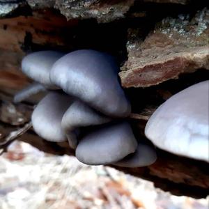 Oyster Mushroom