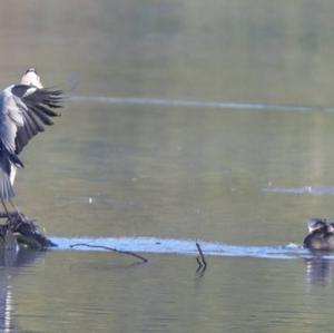 Grey Heron