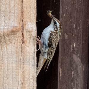 Eurasian Treecreeper