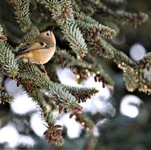 Wintergoldhähnchen