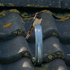 Barn Swallow