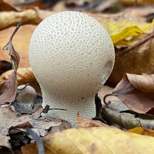 Pestle-shaped Puffball