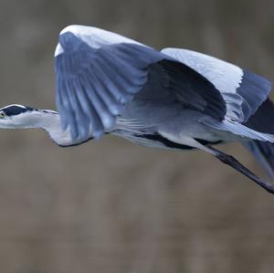 Grey Heron